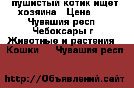 пушистый котик ищет хозяина › Цена ­ 5 - Чувашия респ., Чебоксары г. Животные и растения » Кошки   . Чувашия респ.